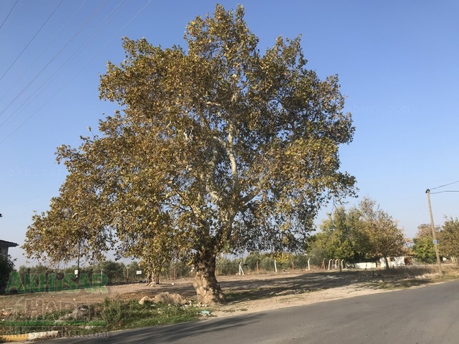 Pastırma sıcaklarında Akhisar'dan sonbahar manzaraları 34