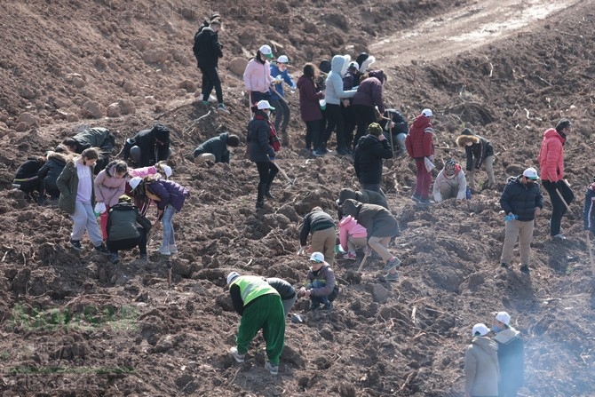 Dingiller Mahallesinde Ağaç Dikme Etkinliği 4