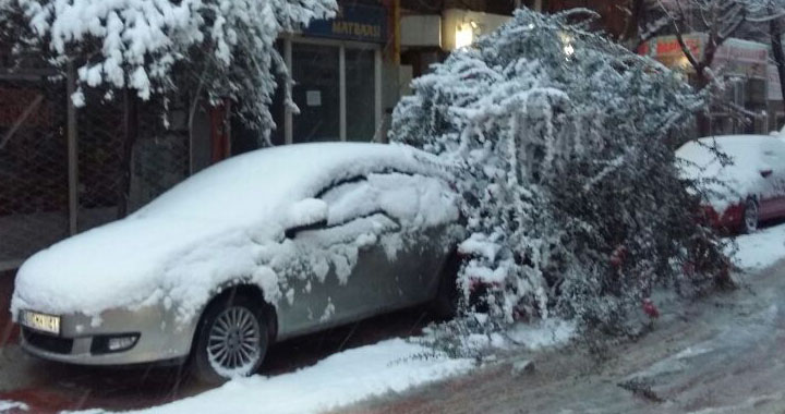 Ağaçlar yoğun kar yağışına dayanamadı