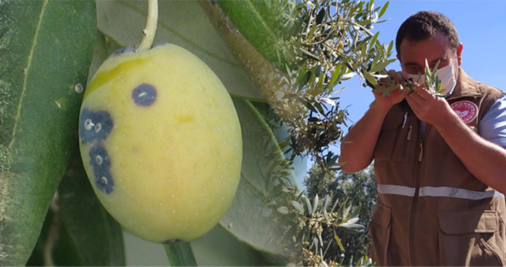 İlçe Tarım Müdürlüğü’nden zeytin kabuklu biti uyarısı