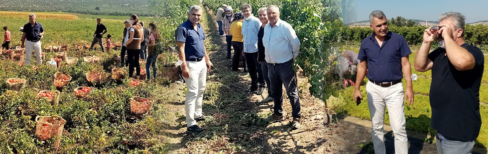 Bağlarda ve domates de hasat zamanı