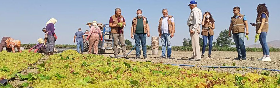 İlçe Tarım Müdürlüğü’nden üzüm hasadı yapan çiftçilere ziyaret