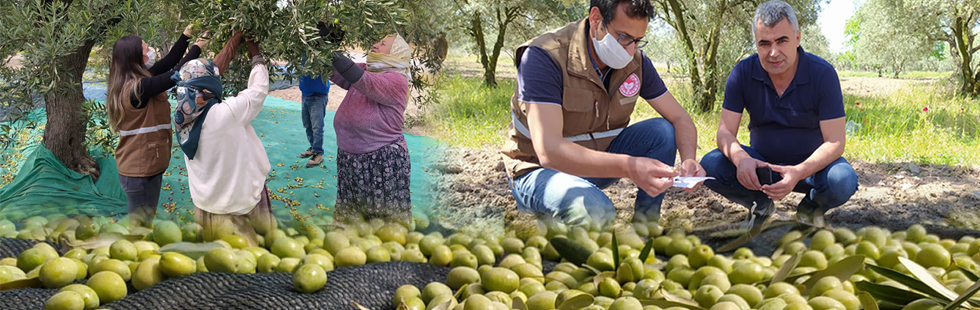 Akhisar’ın binlerce yıllık geleneği zeytin hasadı başladı