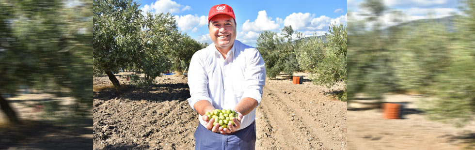 Başkan Dutlulu, belediyeye ait arazilerde zeytin hasadı yaptı