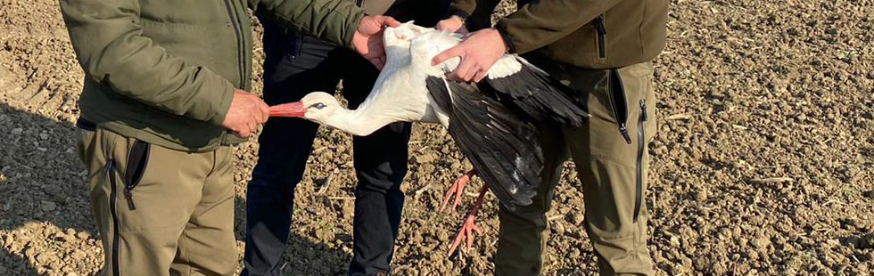 Akhisar’da yaralı leylek tedavi altına alındı