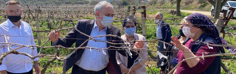 Bakırlıoğlu don afetinin vurduğu bağları inceledi