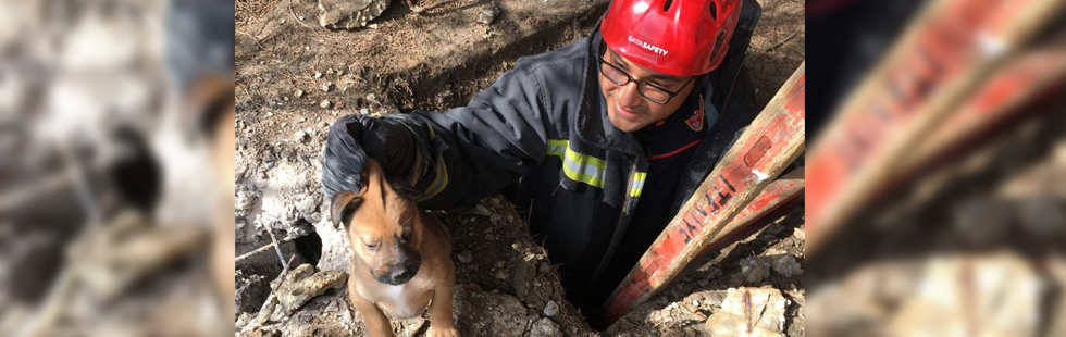 Foseptiğe düşen yavru köpek kurtarıldı