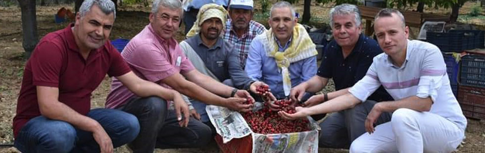 Arabacıbozköy'de kiraz hasadı başladı