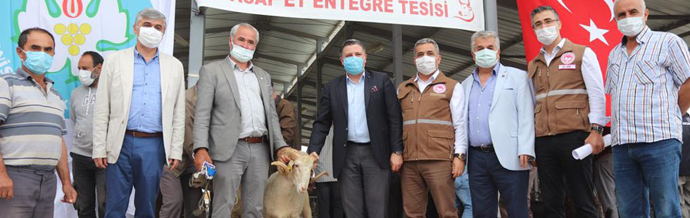 Koyun sürülerini iyileştirmek için koç dağıtıldı