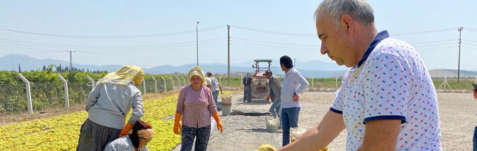 Bakırlıoğlu; üzüm üreticisi fiyat bekliyor!