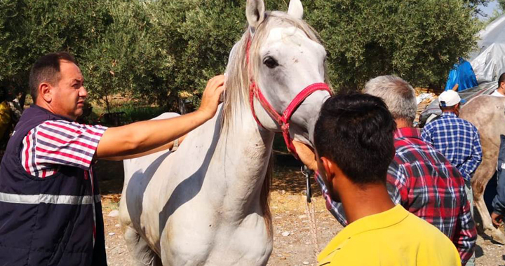 Atlar kayıt altına alınıp kimlik belgesi düzenleniyor