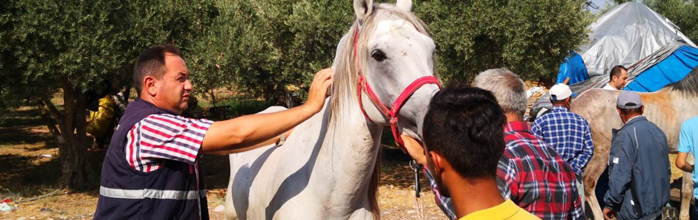 Atlar kayıt altına alınıp kimlik belgesi düzenleniyor