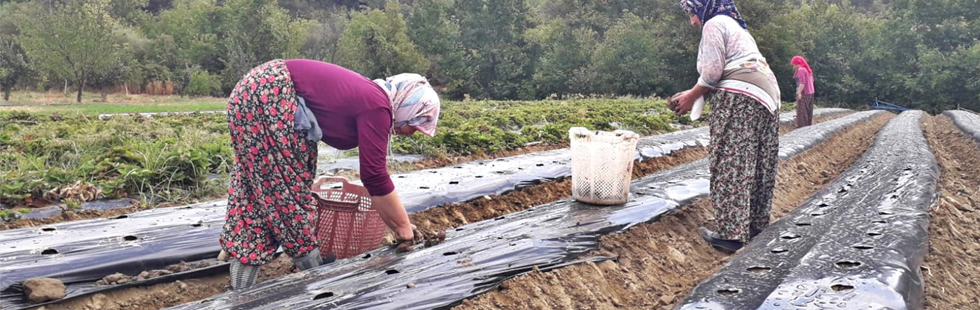 Akhisar Belediyesi’nin hibe ettiği 200 bin çilek fidesi toprakla buluştu