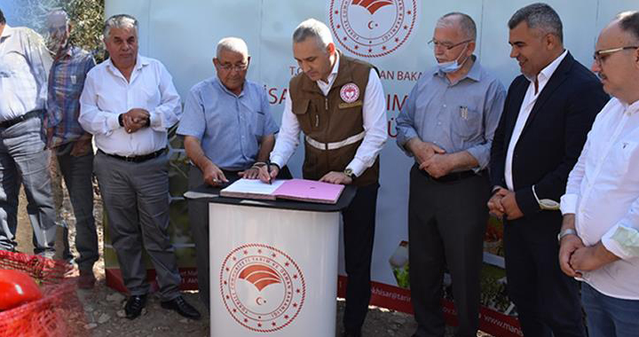 Zeytin sineğine karşı doğa dostu mücadele yöntemi