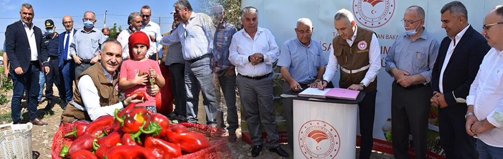 Zeytin sineğine karşı doğa dostu mücadele yöntemi