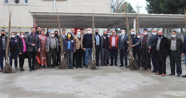 Üreticilere ceviz fidanı dağıtımı yapıldı