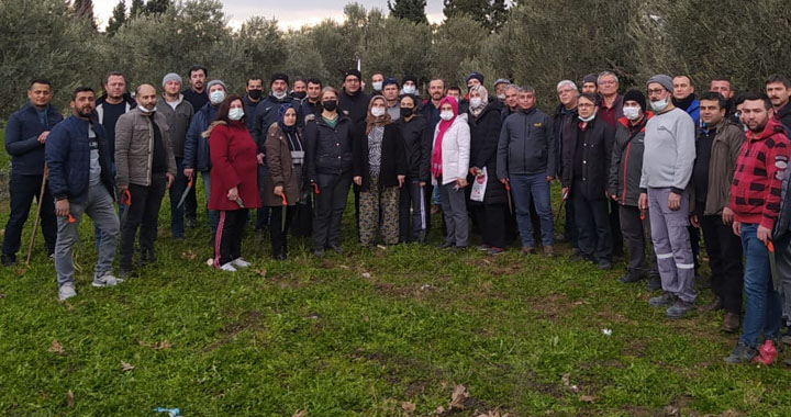 Zeytin budama kursuna yoğun ilgi