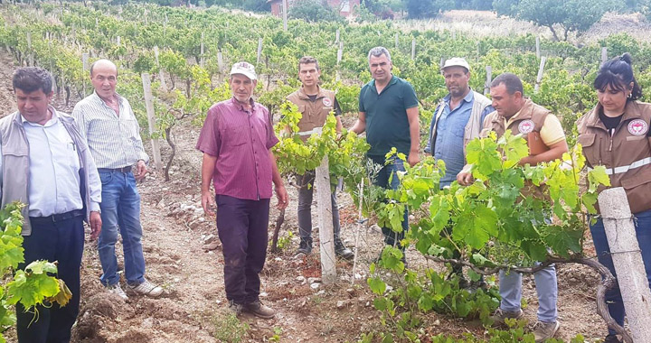 İlçe Tarım Müdürü Doğankaya’daki dolu zararını inceledi