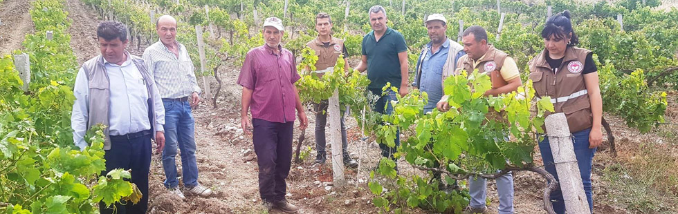 İlçe Tarım Müdürü Doğankaya’daki dolu zararını inceledi