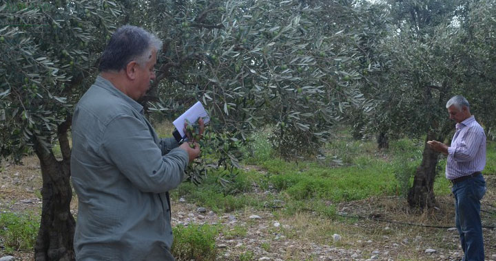 Ziraat Odasından dolu yağışında zarar gören çiftçilere ziyaret