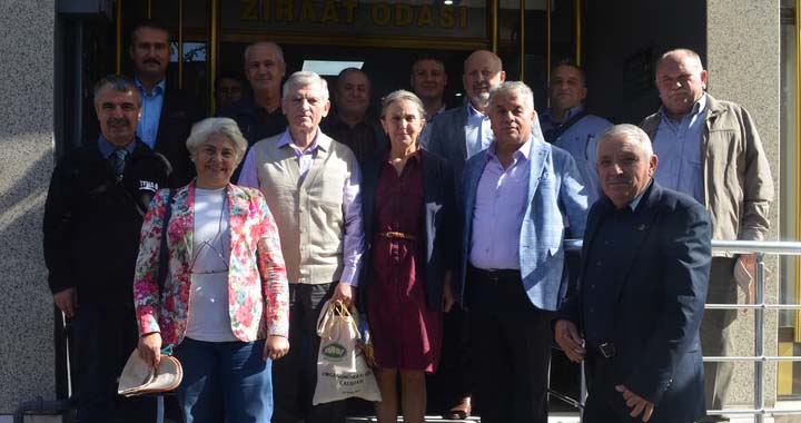 Zeytinlik alanlarda yeşil gübrelemenin önemi eğitimi düzenlendi