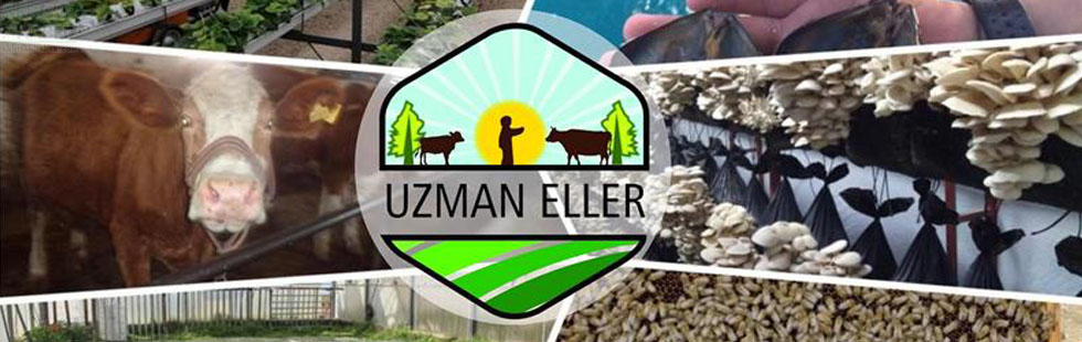 Uzman Eller projesinde hibe tutarı 250 bin liraya çıkarıldı