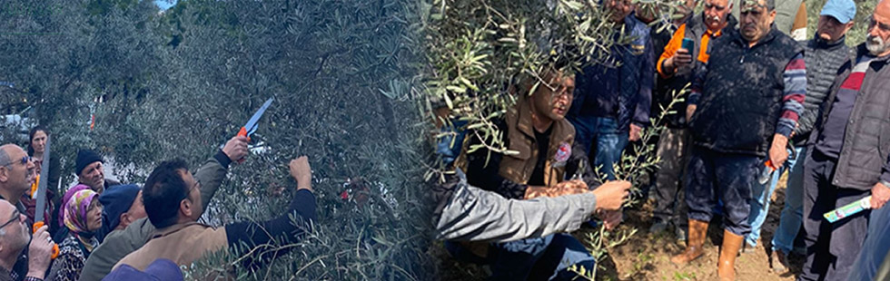 Zeytin ağacı budama kursları yoğun ilgi görüyor