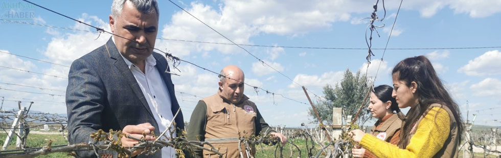 Akhisar’da bağları ve bademleri don vurdu!