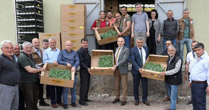 Akhisarlı üreticilere sebze fideleri dağıtıldı