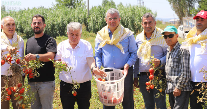 Akhisar'da domates hasat etkinliği düzenlendi