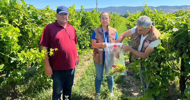 İlçe Tarımdan Hasat Öncesi Pestisit Denetimi