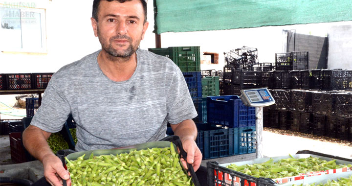 Gökçeahmet, Bamyası Türkiye’nin en kaliteli bamyası