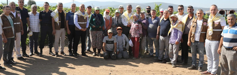 Bağlarda kesimler hasat şenliği havasında gerçekleşiyor