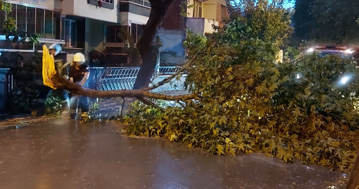 Efendi, Mahallesi Ring yolunda birçok ağaç yan yattı