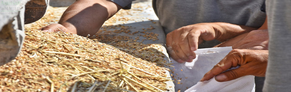 Ata Tohumu Karakılçık Buğdayı dağıtımı için müracaatlar devam ediyor