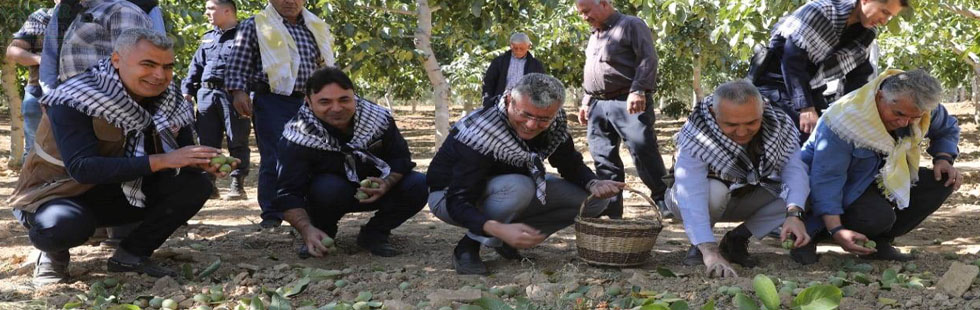 İlçemizde Ceviz hasadı başladı