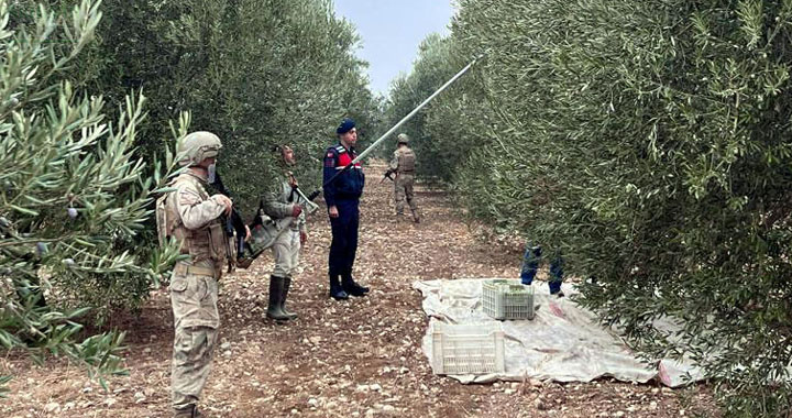 Zeytin ve üzüm hırsızlıklarına karşı alınan emniyet tedbirleri