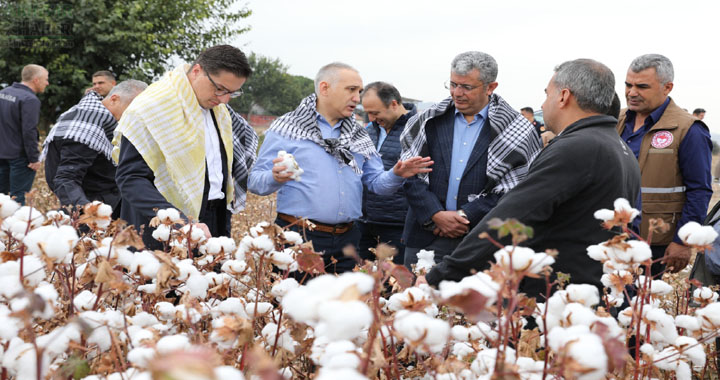 Hasat Makineleri beyaz altın topluyor