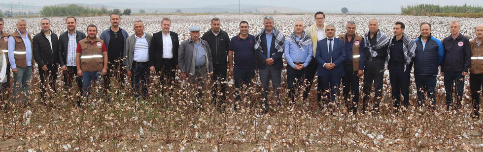 Hasat Makineleri beyaz altın topluyor