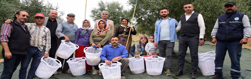 Büyükşehir Zeytin Hasadında da üreticinin yanında