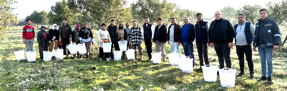 Zeytin budamasındaki tarım emekçilerine Büyükşehir'den destek