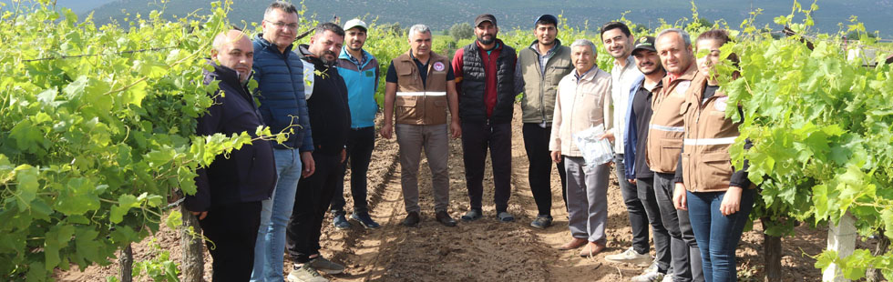 İlçe Tarım, Bağda Kalıntısız Üzüm İçin Biyoteknik Mücadele Öneriyor