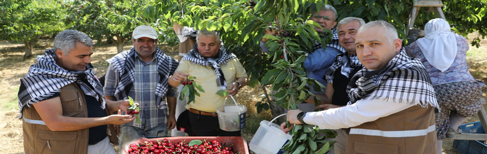 İlçemizde Kiraz Hasadına Devam Ediliyor