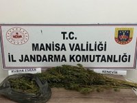 JASAT; 17 kök Kenevir ve 236 gram Kubar esrar yakaladı