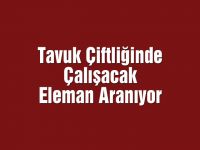 Tavuk Çiftliğinde Çalışacak Eleman Aranıyor