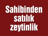 Sahibinden satılık zeytinlik