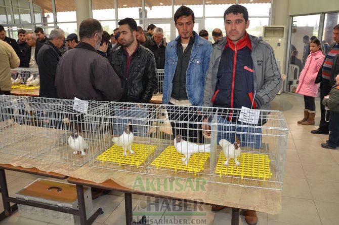 Birbirinden Güzel Güvercinler Akhisar’da Yarıştı