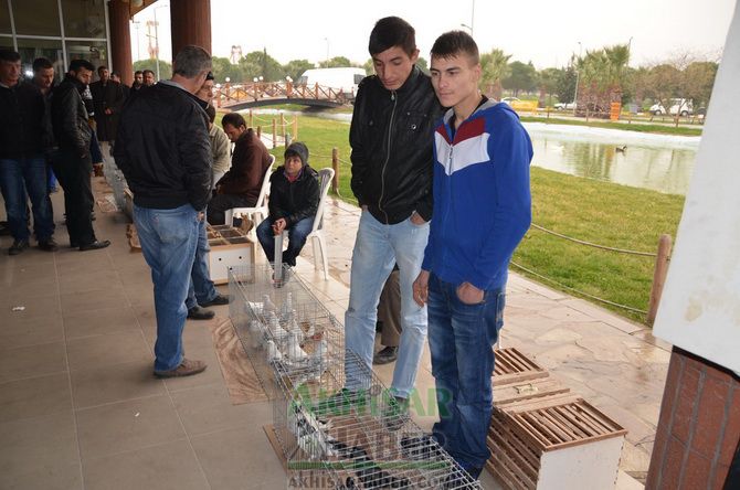 Birbirinden Güzel Güvercinler Akhisar’da Yarıştı