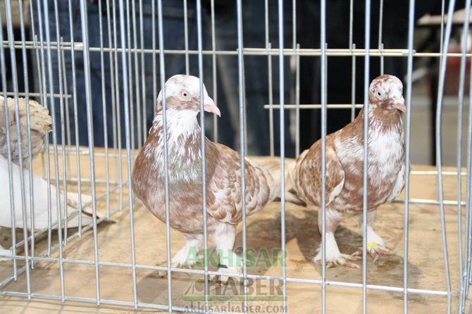 Birbirinden Güzel Güvercinler Akhisar’da Yarıştı