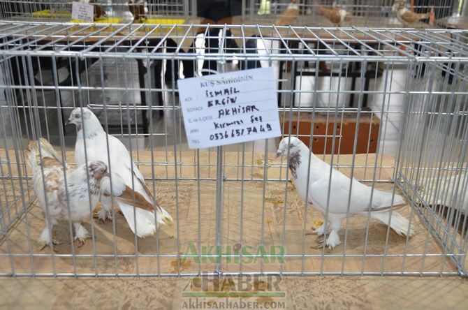 Birbirinden Güzel Güvercinler Akhisar’da Yarıştı